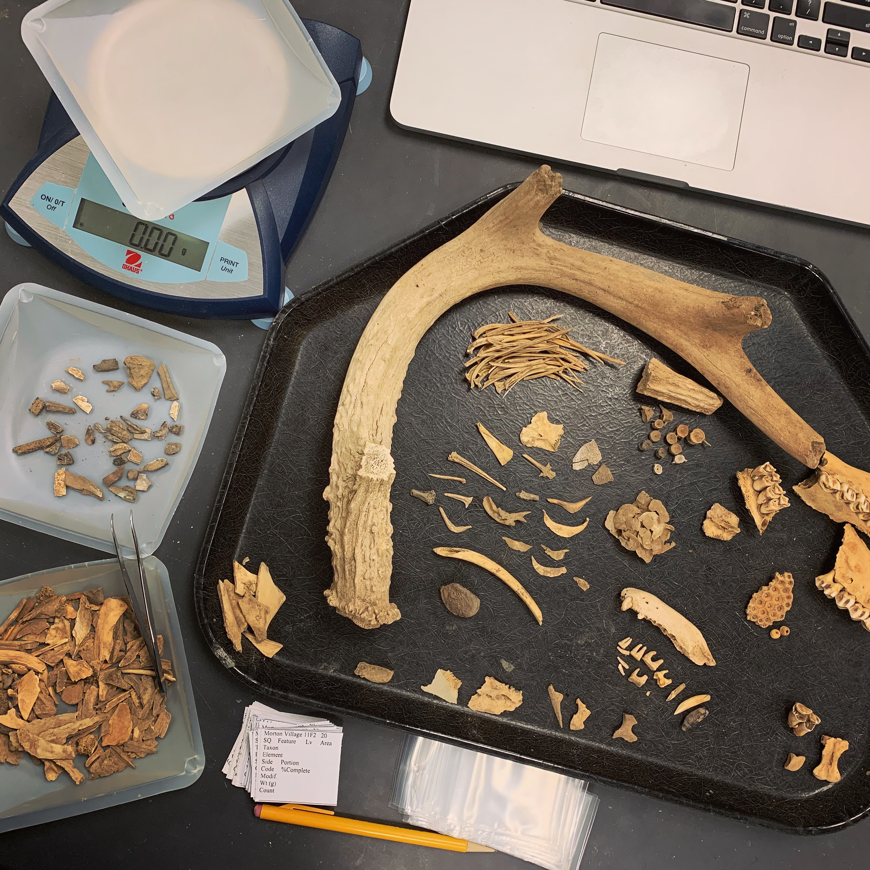 Black tray with small and large animal bones sitting next to a scale