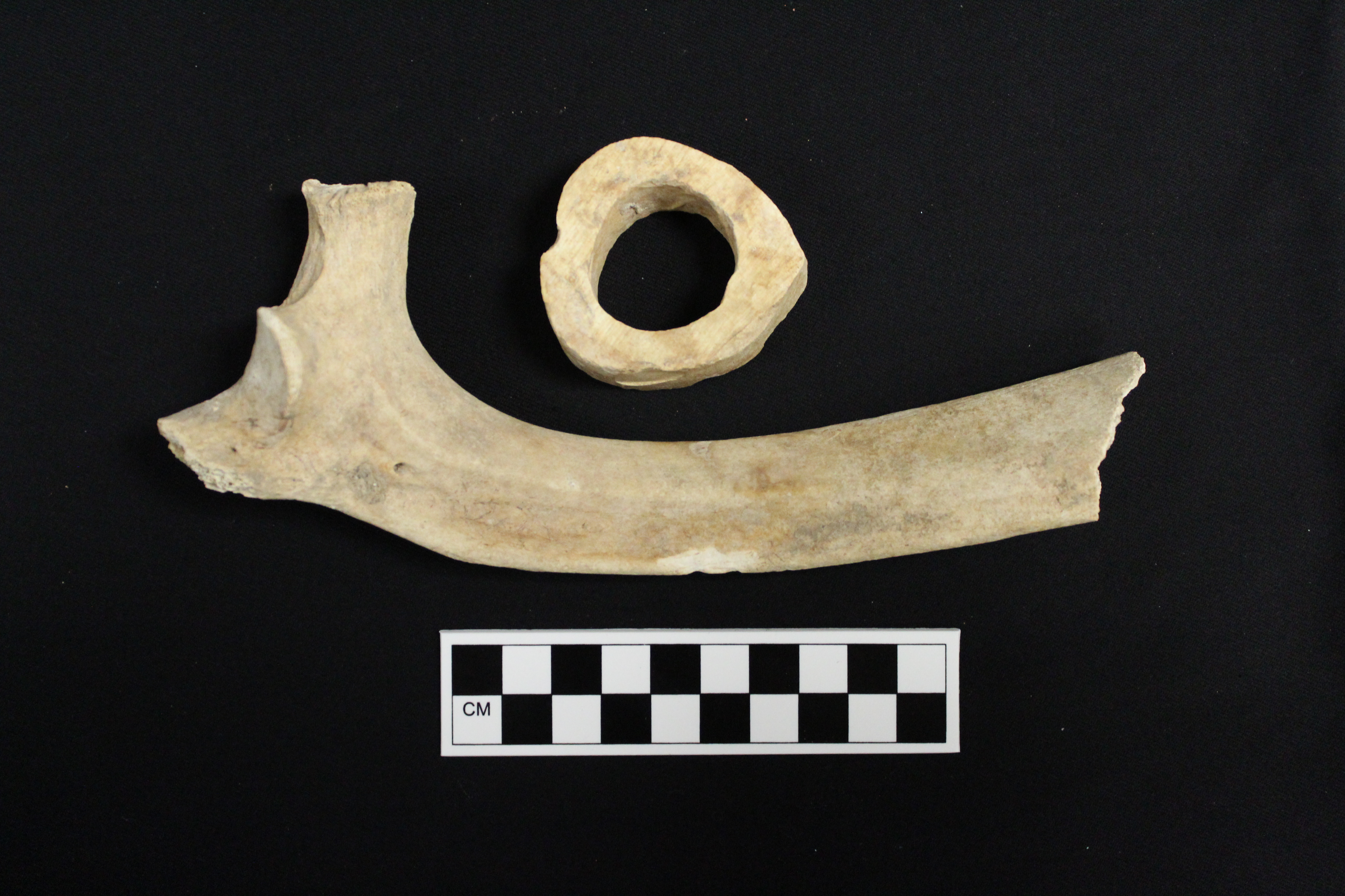 two broken and cut animal bones from historic archaeological site